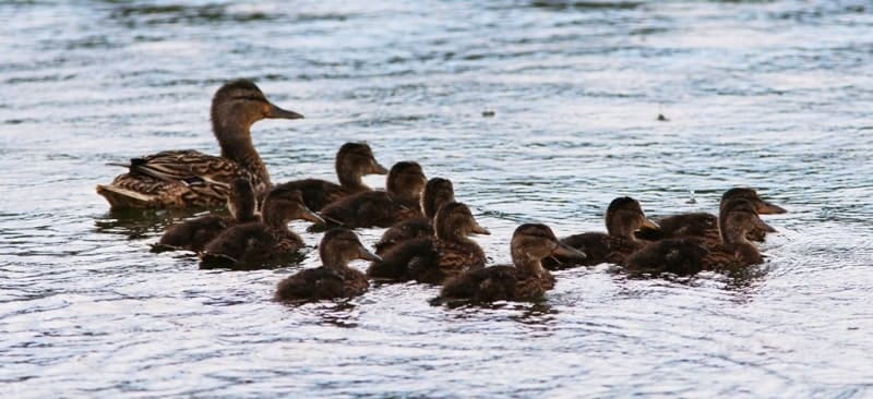 Mallard with ducklings (Anas platyrhynchos).