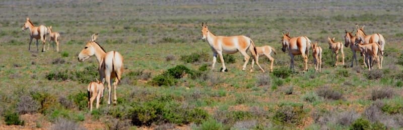 Djigetai (Equus hemionus) in Altyn-Emel National Park.