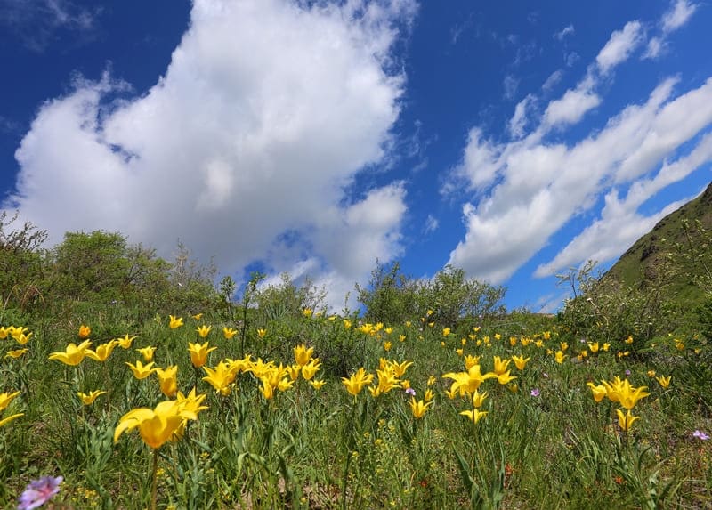 Tulipa brachystemon. Altyn-Emel Pass area.