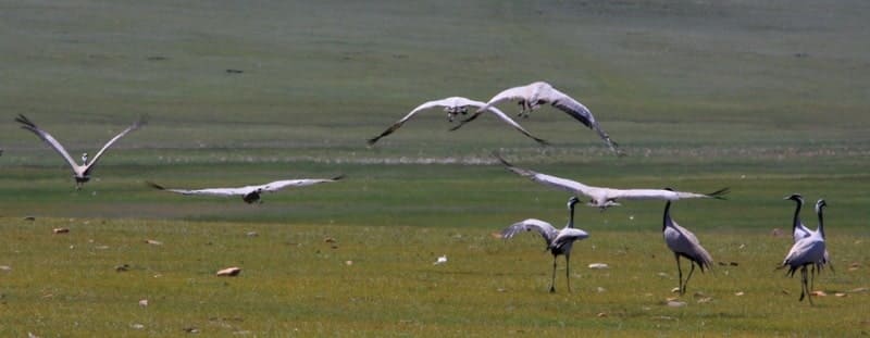Demoiselle cranes.