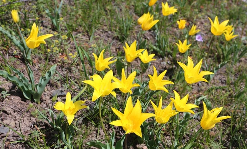 Tulipa brachystemon. Southern slope of Altyn-Emel Pass.