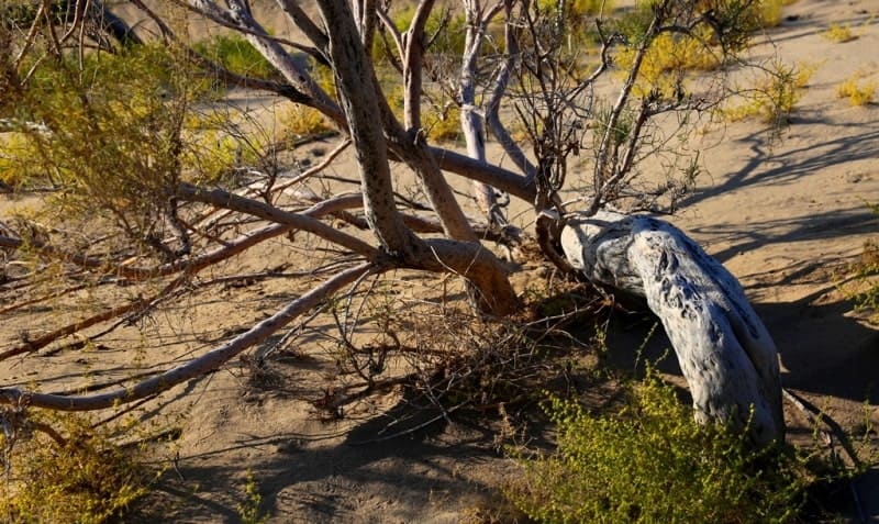 На склонах бугров и гряд встречаются заросли джузгуна, песчаной акации, кустарникового астрагала, кандыма и чингиля. 