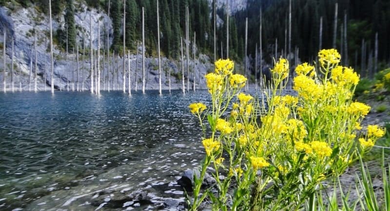 Barbarea vulgaris against the backdrop of Lake Kaindy. Kolsay Kolderi Nature Park.