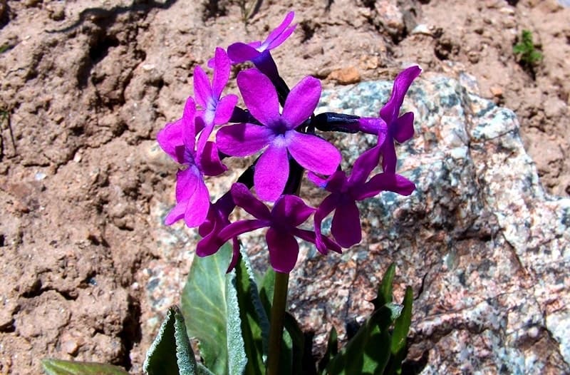 Turkestan primrose (Primula turkestanica).
