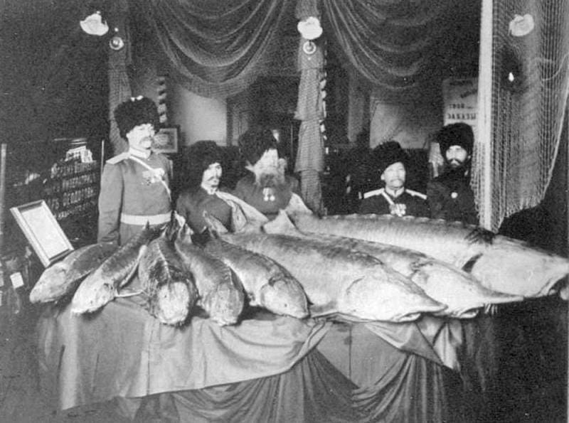 Уральские казаки с выловленной рыбой. Фотография с сайта: https://uraloved.ru/reka-ural