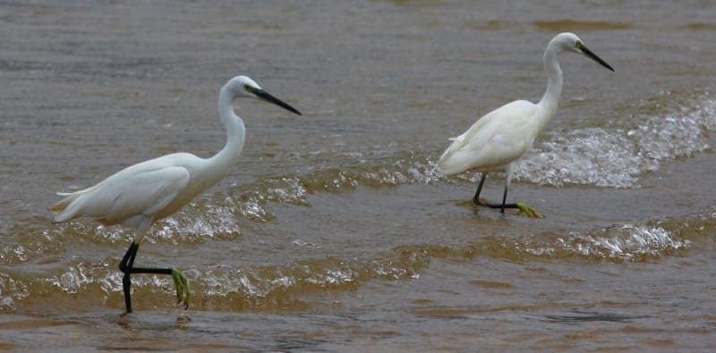 Малая белая цапля (Egretta garzetta). Каспийское море.
