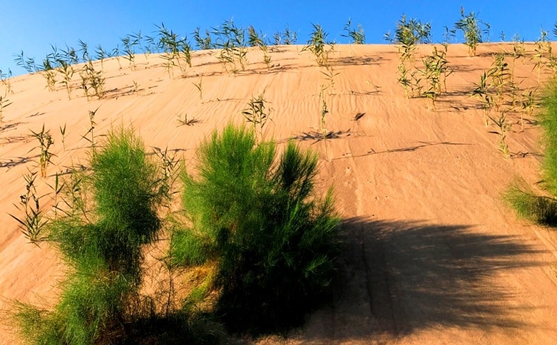Sands Egizlak and environs.