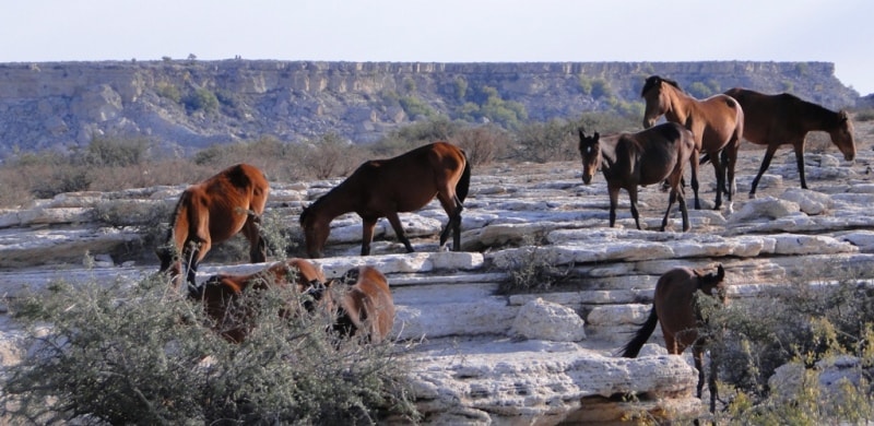 Canyon the Sultan-epe.