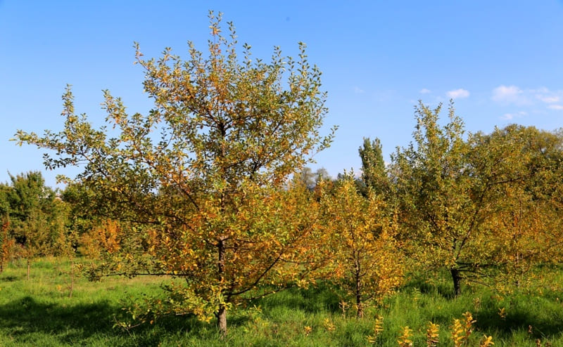 Siversii apple tree (Zhongar-Alatau, Dzungarian (Zhetysu, Semirechensky) Alatau ridge).