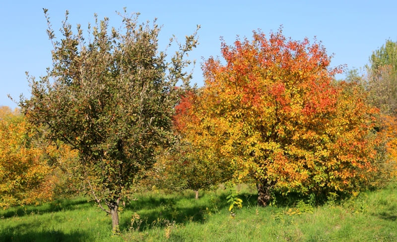 Siversii apple tree (Karatau, Talas, Ugam ridges).