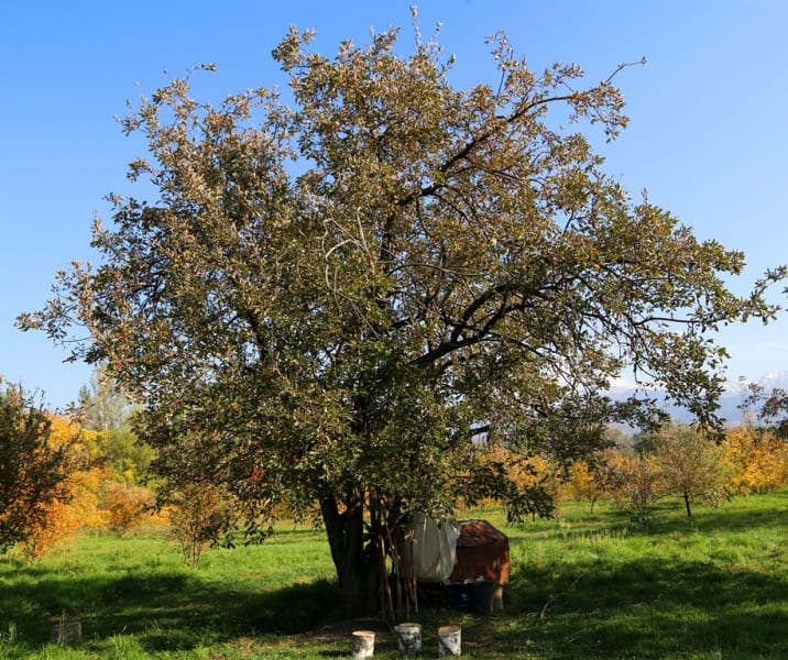 Apple tree variety "Asya" (named after the granddaughter of Academician A. Dzhangaliev), bred and planted with the participation of A. Dzhangaliev.