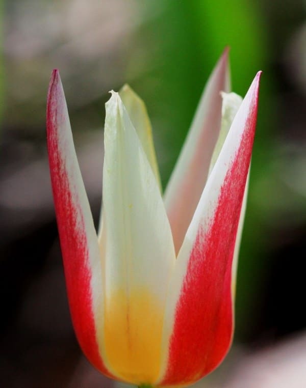 Tulipa berkariensis. Berkara Gorge. Syr Darya Karatau.