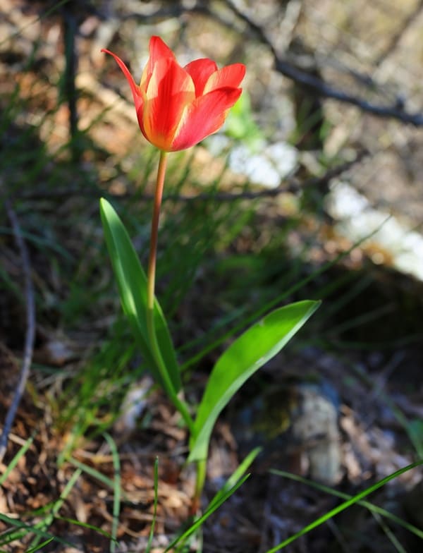 Tulipa berkariensis.