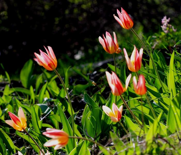 Tulipa berkariensis.