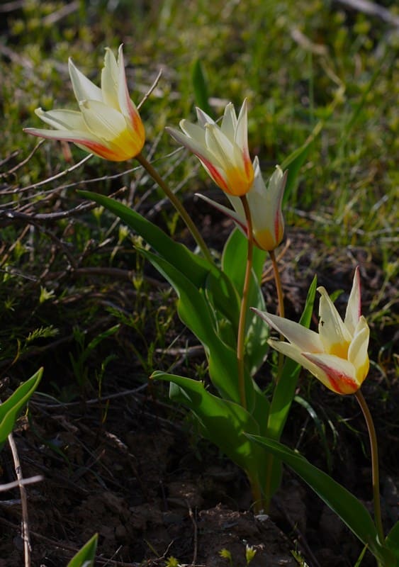 Tulipa berkariensis.