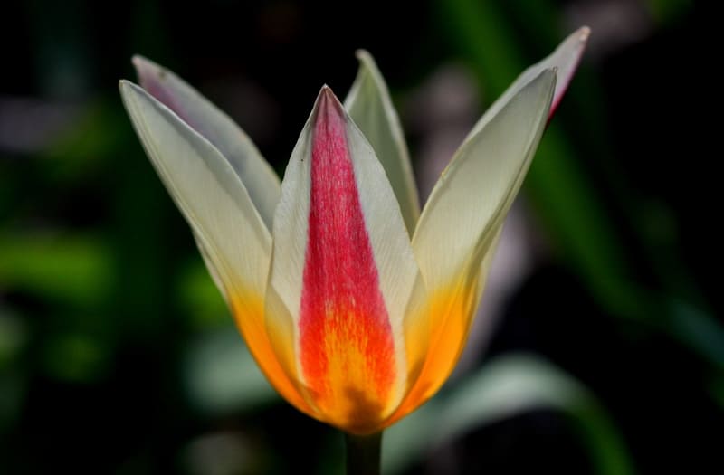 Tulipa berkariensis. Berkara Gorge. Syrdarya Karatau.