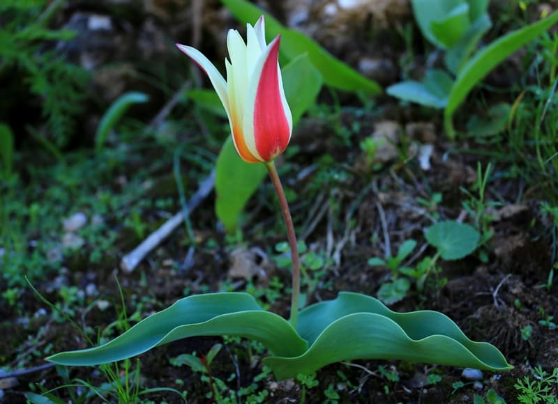 Tulipa berkariensis. Mashat Gorge. Mashat-Tau and Shoshkabulak Mountains.