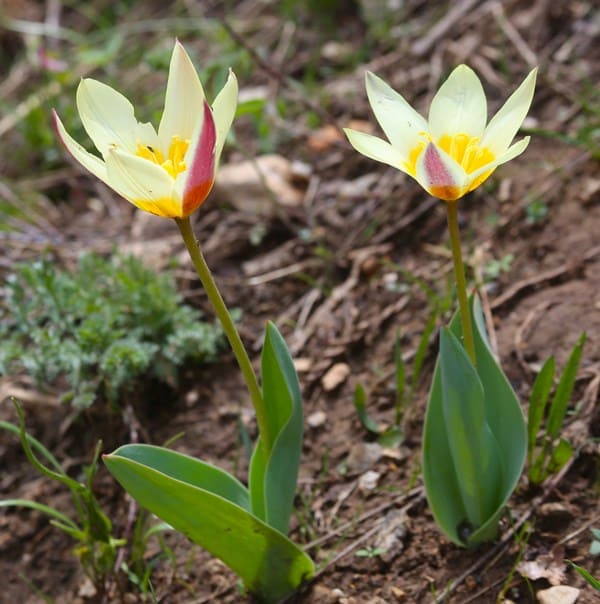 Tulipa berkariensis. Aksai Gorge. Karakizeu Mountains.