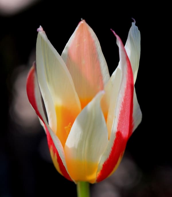 Tulipa berkariensis. Berkara Gorge. Syr Darya Karatau.