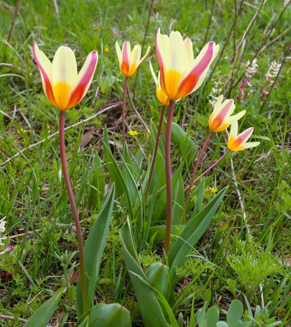 Tulipa berkariensis. Aksai Gorge. Karakizeu Mountains.