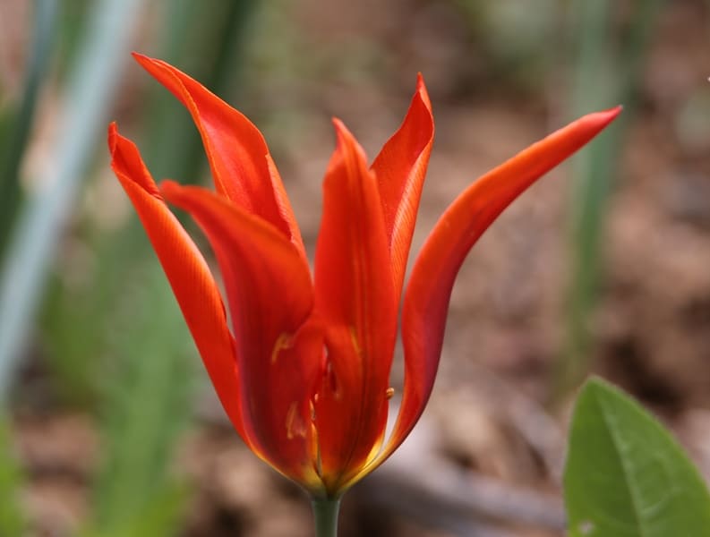 Тюльпан Островского.