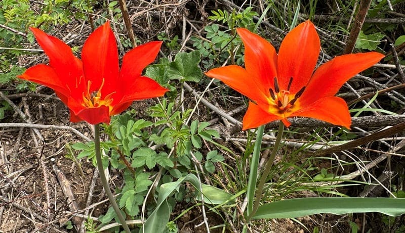 Тюльпан Островского.