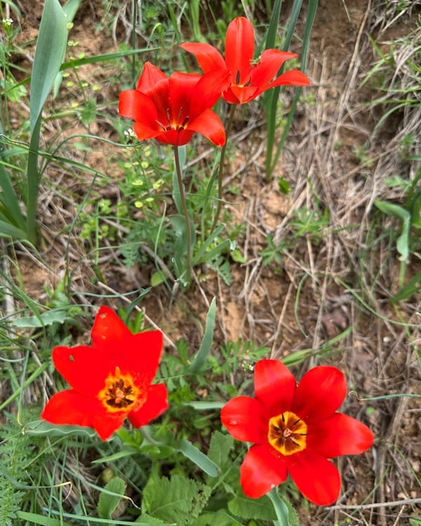 Тюльпан Островского.