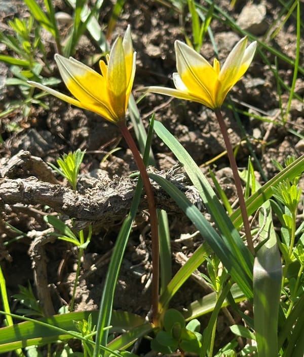 Тюльпан поздний из подрода Eriostemones