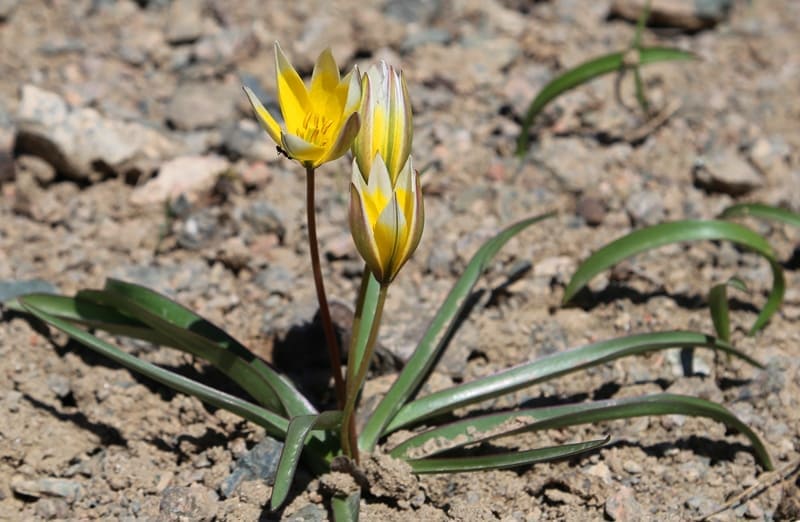 Тюльпан поздний (Tulipa tarda).