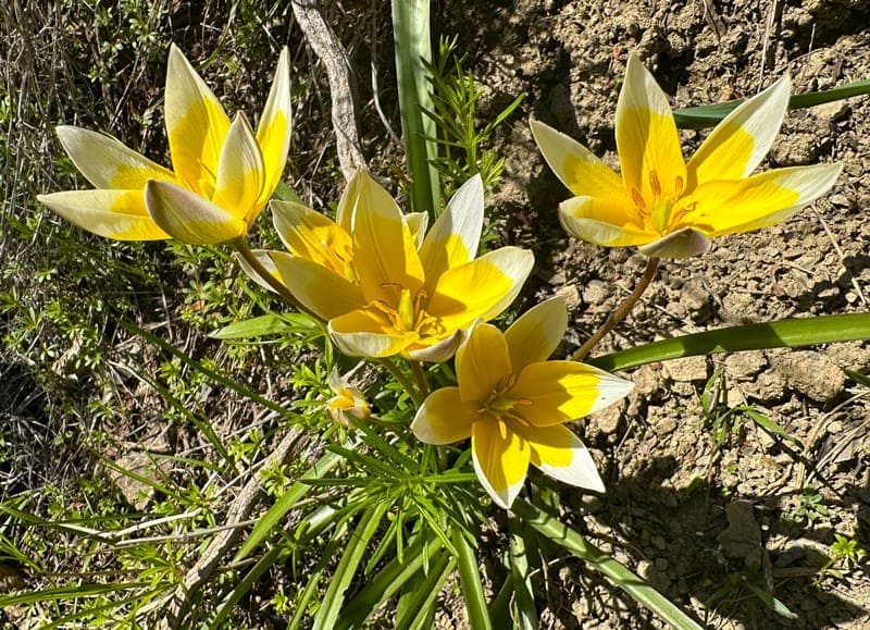 Тюльпан поздний (Tulipa tarda) - один из самых неприхотливых и благодарных в культуре ботанических видов.