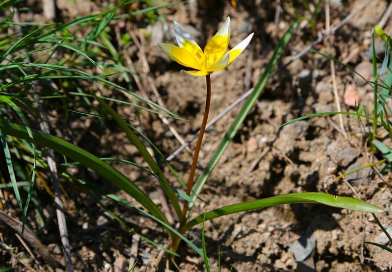 Тюльпан поздний эндемик Тянь-Шаня.