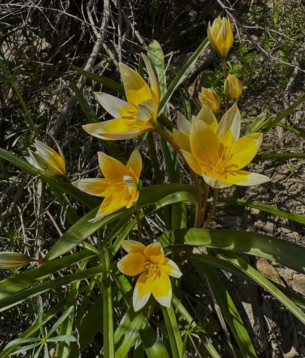 Тюльпан поздний в дикой природе встречается в Казахстане и Кыргызстане.