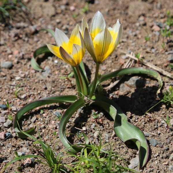 В литературе тюльпан поздний может упоминаться под названием Tulipa dasystemon (Тюльпан волосистотычинковый),