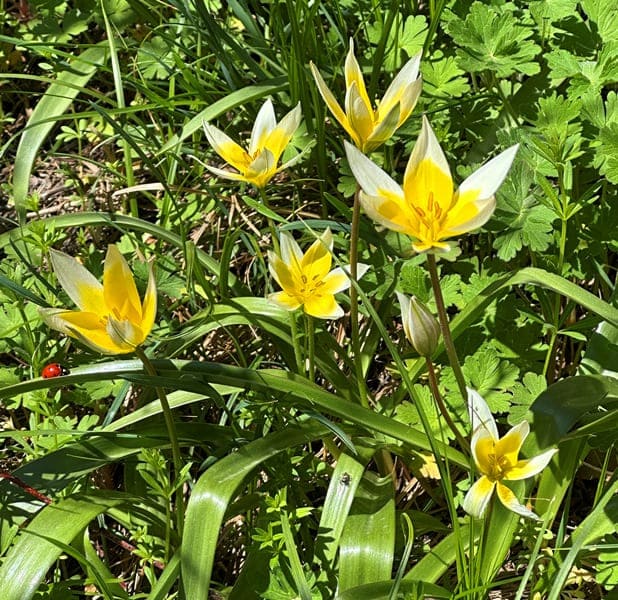 Видовой эпитет tarda.