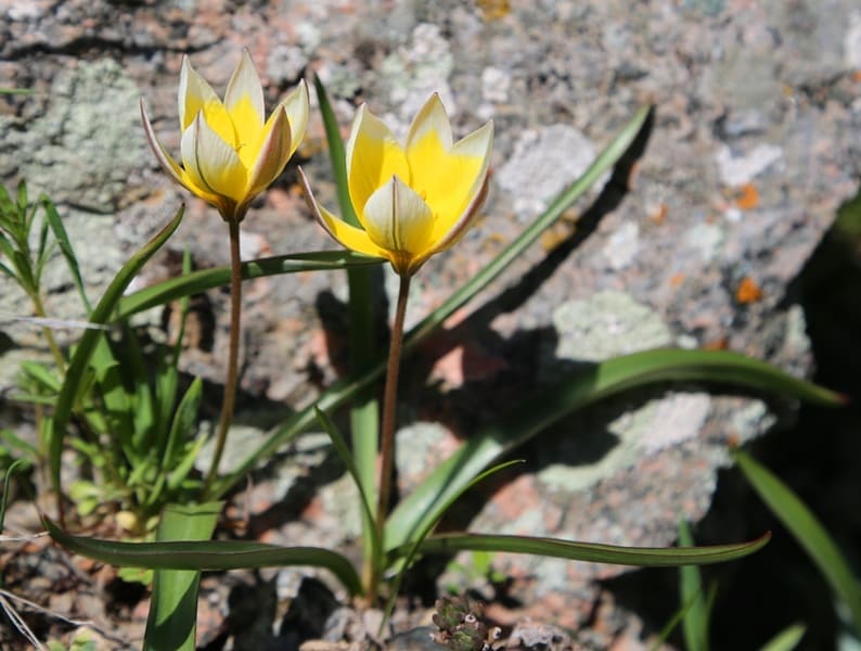 Тюльпан поздний введен в культуру в первые годы XX веке.
