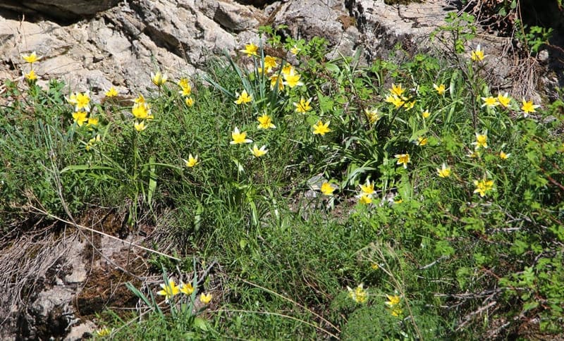 Распространение тюльпана поздний (Tulipa tarda) в Казахстане - северный склон хребта Заилийский Алатау – ущелье Кастек, ущелье Чемолган (по дороге в сторону урочища Ушконыр). 