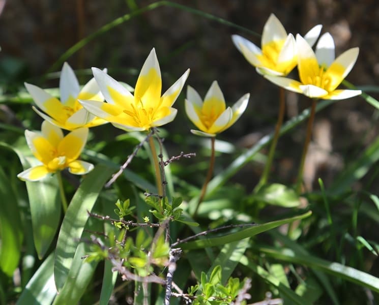 Тюльпан поздний цветет в апреле-мае 6-14 дней.