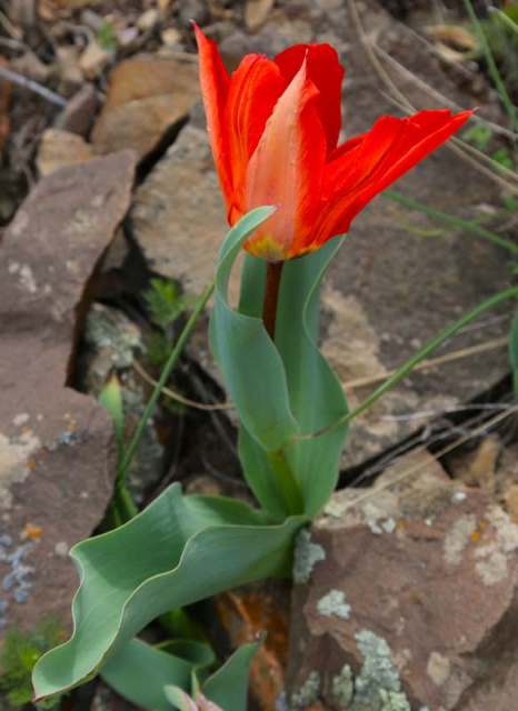 Tulipa ivasczenkoae Epikt. et Belyalov.