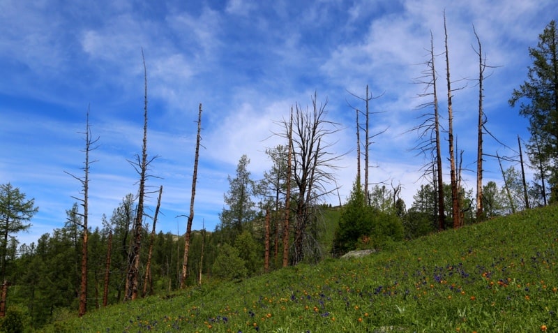 Listvyaga ridge in Kazakhstan Altai.