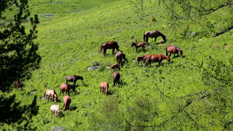 Listvyaga ridge in Kazakhstan Altai.