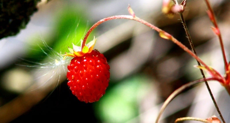 Nature of Ulba ridge.