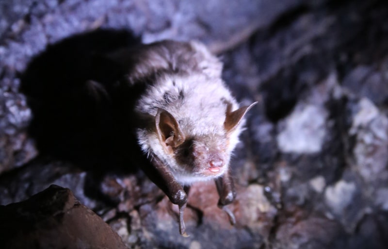 Летучая мышь в пещере Актогай в горах Каратау.
