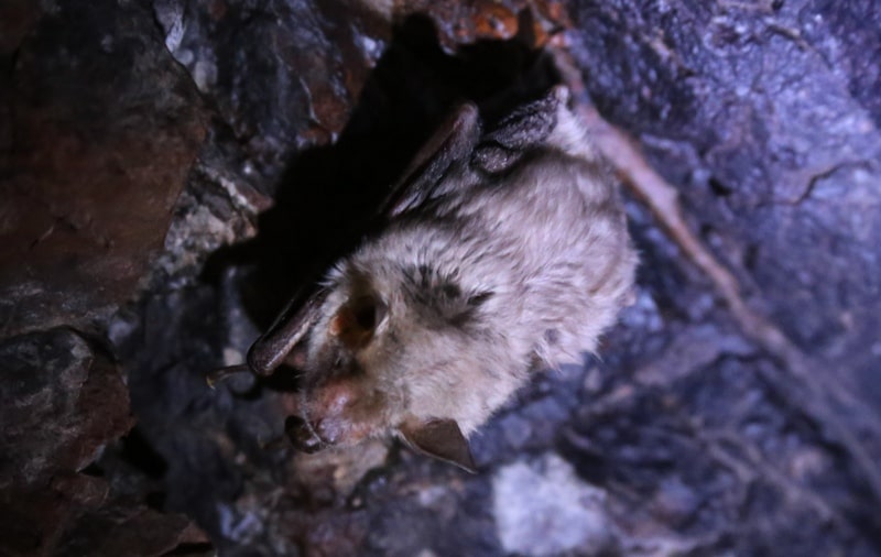 Bat in the cave Aktogai.