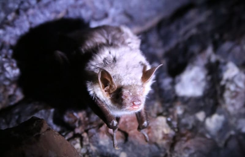 Aktogay Cave is home to the short-eared bat (Myotis blythii), a small bat from the genus Myotis. These bats weigh between 15 and 30 grams and have a wingspan of approximately 38 - 40 cm. They have narrow, fairly long ears with a long, pointed tragus (the inner ear). A distinctive feature of some related species is a fringe of very stiff bristles along the posterior edge of the wide tail membrane.