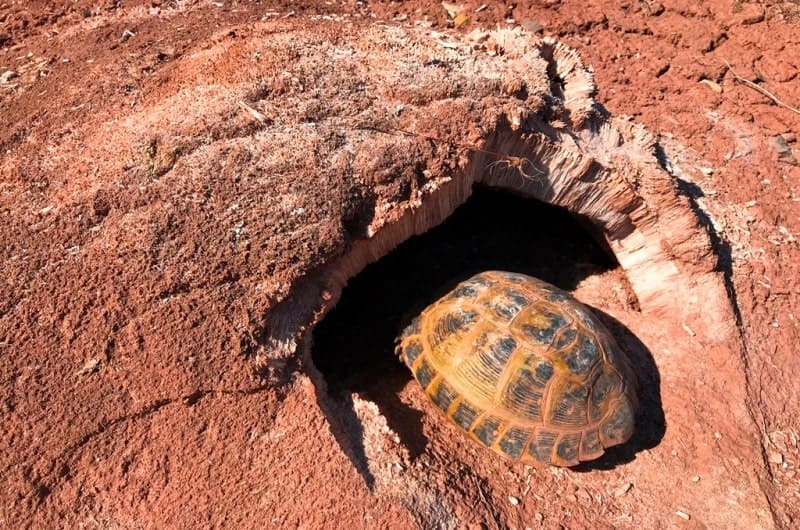 "Frost mounds" usually form when anhydrite transforms into gypsum with an increase in volume.