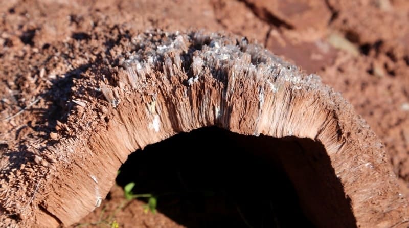In areas rich in organic sediments or oil and gas reservoirs, frost mounds can form due to gas pressure, typically methane.