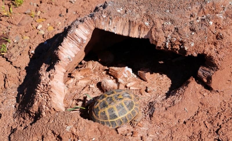 Gypsum frost mounds. On the shores of salt lakes, such as Lake Ashchykol in the Zhambyl region of Kazakhstan, frost mounds formed by gypsum crystallization are found.