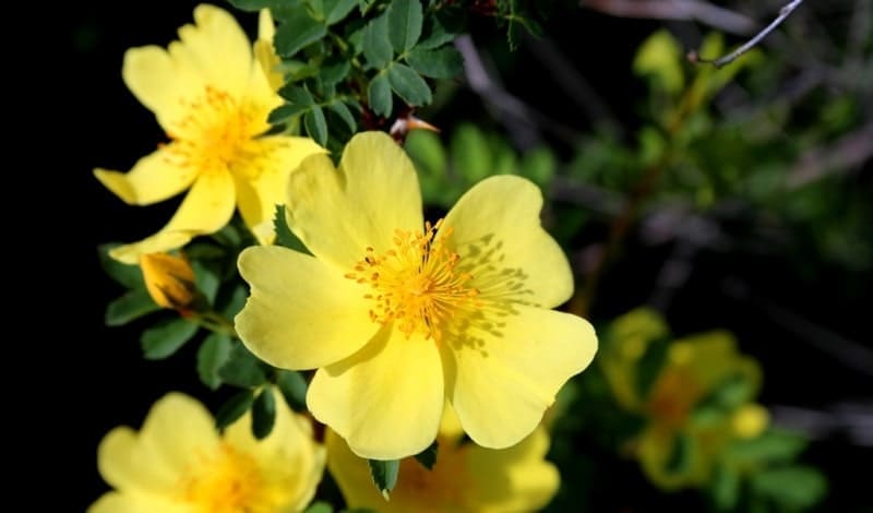 Rosa platyacantha is often found in the gorges of the Kulzhabasy Mountains.