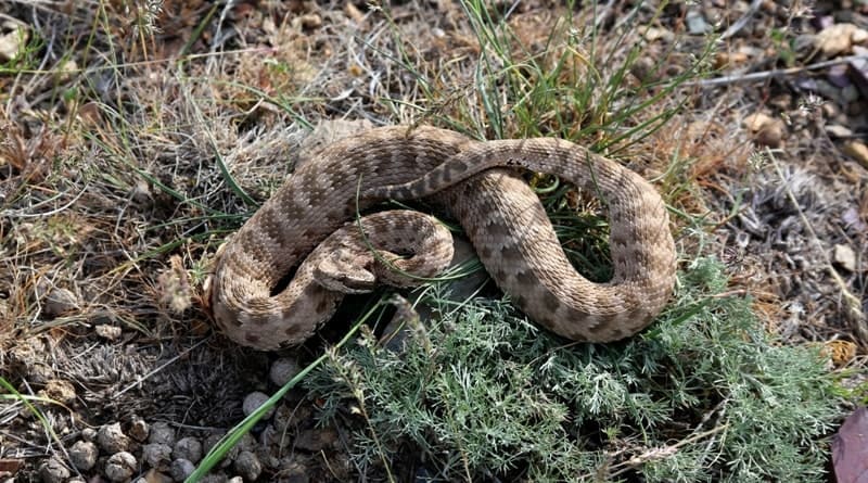 Gloydius halys, a species of venomous snake common in Kulzhabasy mountains.