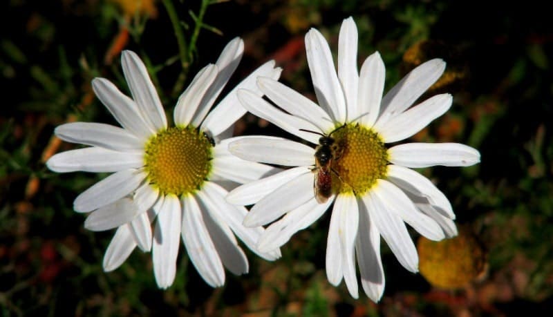 Нивяник обыкновенный (Leucanthemum vulgare). 